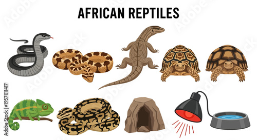 Collection of various African reptiles and terrarium accessories against a white background