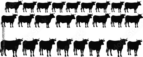 A collection of black silhouette illustrations showing a large herd of standing farm cattle cows Vector