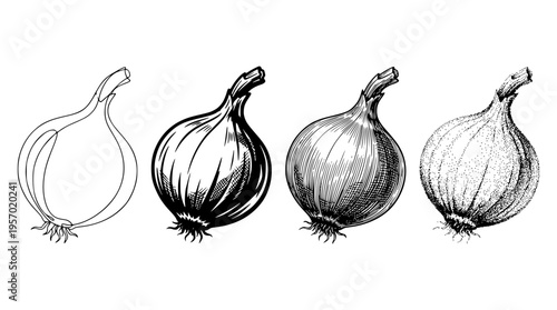 Four onions in different illustration styles on white background