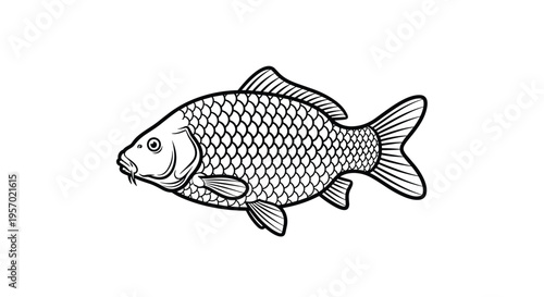 Detailed black and white outline illustration of a carp fish, showcasing its scales, fins, and barbels in a classic, clean style.