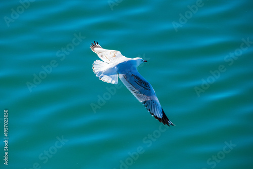 seagull in flight