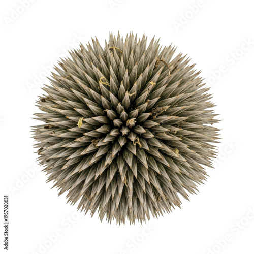 A spiky ball with many sharp points isolated on transparent background