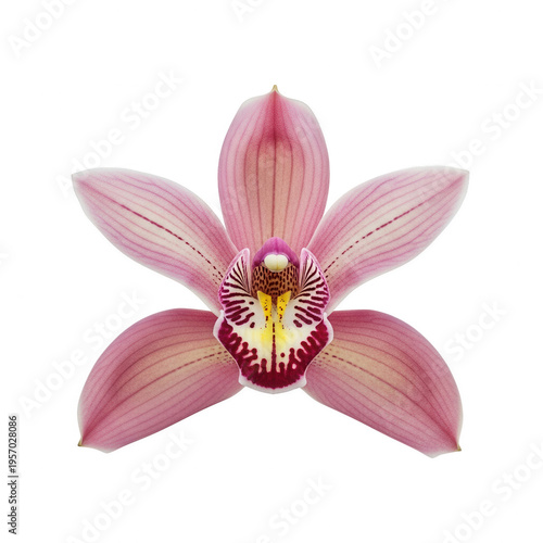 A pink orchid with a yellow and red center isolated on transparent background