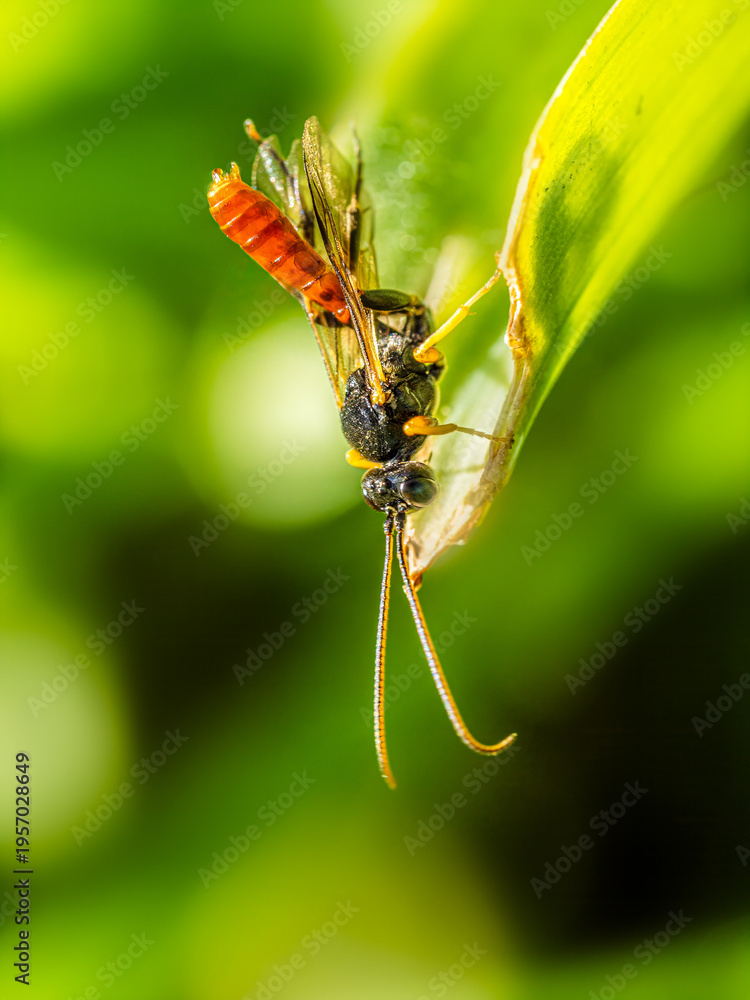 Fototapeta premium Solitary wasp on green leaf macro biodiversity ecosystem concept