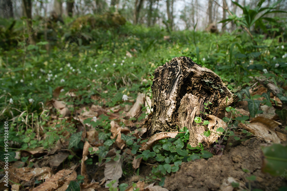 Obraz premium Old tree trunks in an Italian forest