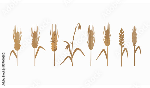 Organic wheat and barley ears vector set with oat malt grains for bakery harvest agriculture design