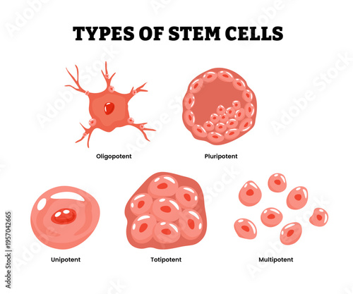 Different types of stem cells types classification in the human body. Labeled oligopotent, pluripotent, unipotent, totipotent, multipotent. Foundation cells. Medical education flat illustration.