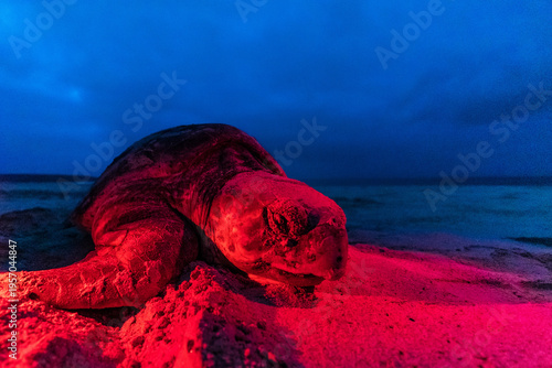 Foto Loggerhead sea turtle in Boa Vista Cape Verde tracks