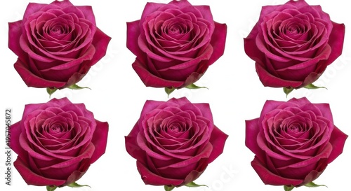 Six beautiful pink roses on a white background