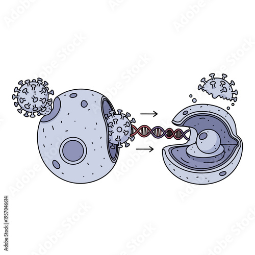 Virus Infecting Cell: Coronavirus particle entering cell, DNA replication illustration
