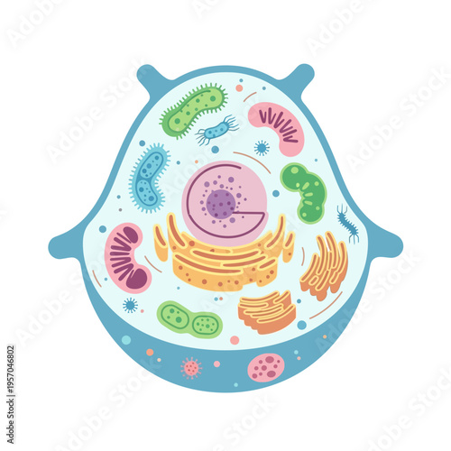 Animal Cell Diagram with Organelles and Bacteria - Vector Illustration