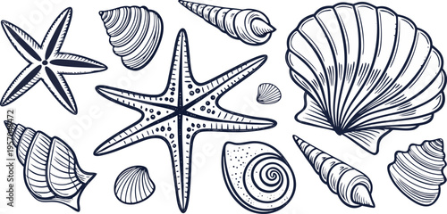 A detailed, monochrome line art illustration showcases a collection of various seashells and starfish. The image presents a variety of sizes, shapes, and textures of marine life, including spiral shel