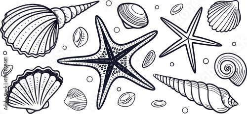 A detailed, monochrome line art illustration showcases a collection of various seashells and starfish. The image presents a variety of sizes, shapes, and textures of marine life, including spiral shel