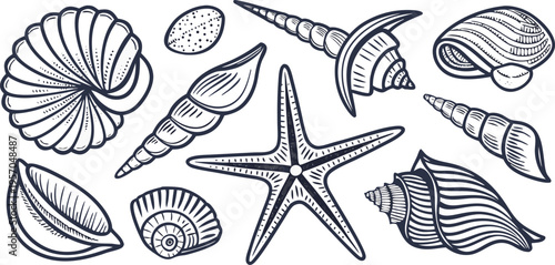 A detailed, monochrome line art illustration showcases a collection of various seashells and starfish. The image presents a variety of sizes, shapes, and textures of marine life, including spiral shel