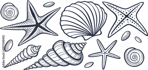 A detailed, monochrome line art illustration showcases a collection of various seashells and starfish. The image presents a variety of sizes, shapes, and textures of marine life, including spiral shel