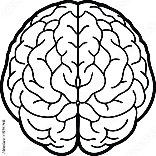 A detailed, top-down illustration of a human brain, centered in the frame. The brain is depicted in stark black lines on a transparent background, showcasing a highly detailed anatomical rendering. Th