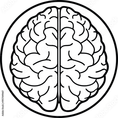 A detailed, top-down illustration of a human brain, centered in the frame. The brain is depicted in stark black lines on a transparent background, showcasing a highly detailed anatomical rendering. Th