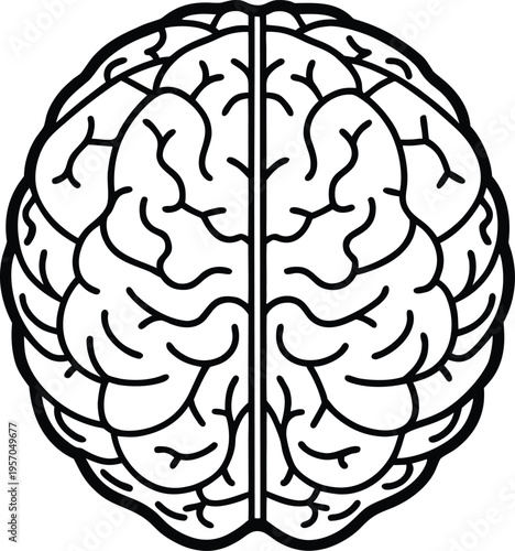 A detailed, top-down illustration of a human brain, centered in the frame. The brain is depicted in stark black lines on a transparent background, showcasing a highly detailed anatomical rendering. Th