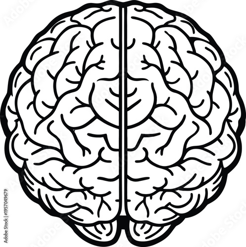 A detailed, top-down illustration of a human brain, centered in the frame. The brain is depicted in stark black lines on a transparent background, showcasing a highly detailed anatomical rendering. Th