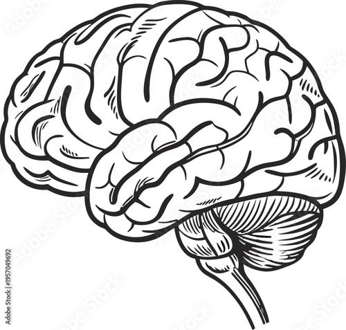 A detailed, top-down illustration of a human brain, centered in the frame. The brain is depicted in stark black lines on a transparent background, showcasing a highly detailed anatomical rendering. Th