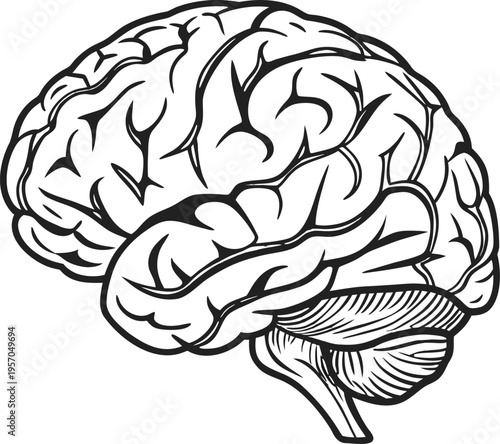 A detailed, top-down illustration of a human brain, centered in the frame. The brain is depicted in stark black lines on a transparent background, showcasing a highly detailed anatomical rendering. Th