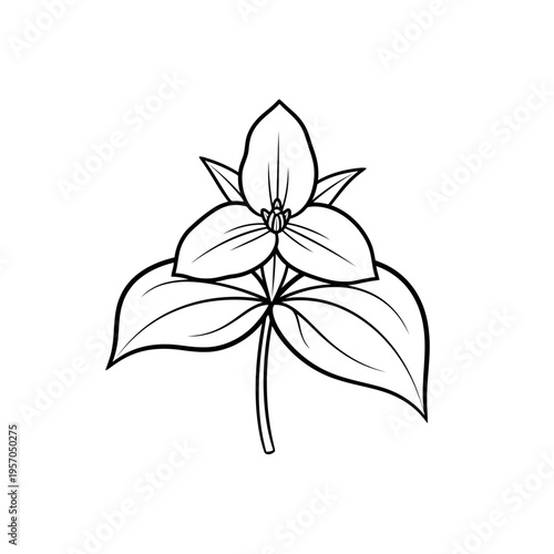Trillium Flower Vector Illustration | Woodland Wildflower Botanical Artwork | Elegant Nature Floral Design