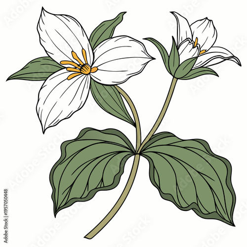 Bild auf Leinwand Trillium Flower Vector Illustration | Woodland Wildflower Botanical Artwork | El