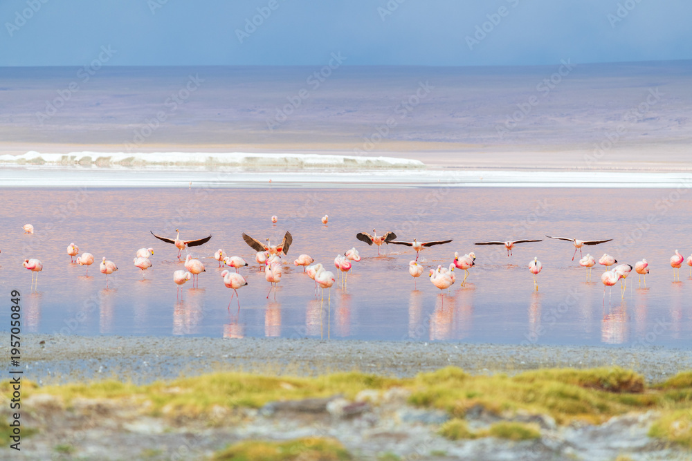 Fototapeta premium Majestic flying flamingo flock reflecting in Laguna Colorada Bolivia