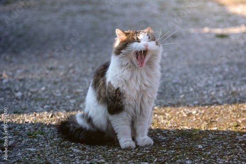 Funny longhair cat sitting outdoors and yawns. Horizontal image with selective focus.	