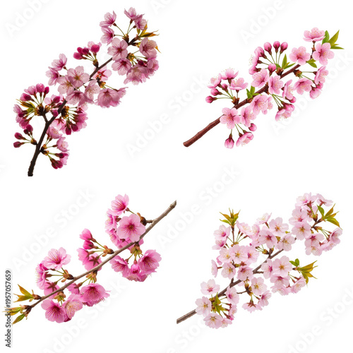 Four cherry blossom branches on transparent background