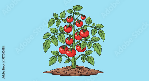 A tomato plant with ripe red tomatoes.
