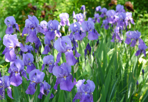 Purple irises blooming in spring flowerbed