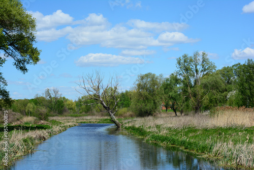 Spring view of Oster River with tall dry willow over water