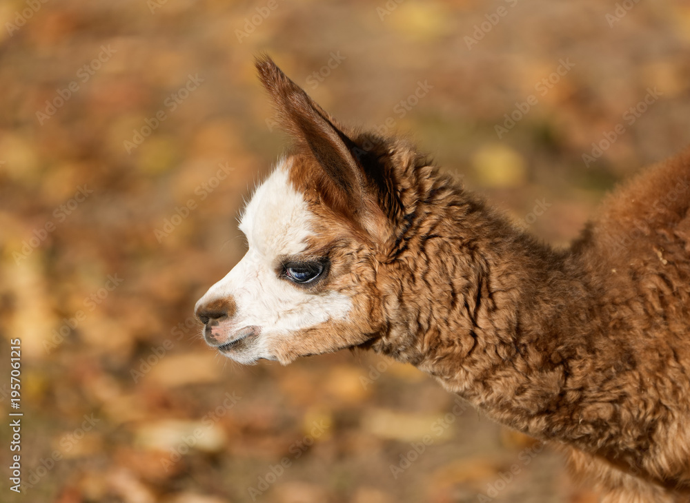 Obraz premium Portrait of an alpaca. Close-up of the animal. 