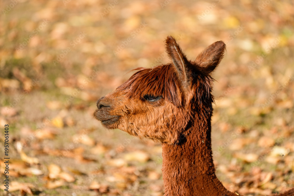 Naklejka premium Portrait of an alpaca. Close-up of the animal. 