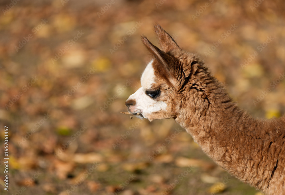 Naklejka premium Portrait of an alpaca. Close-up of the animal. 