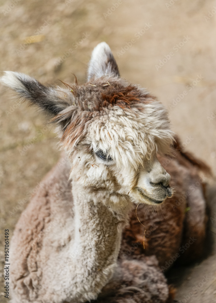 Obraz premium Portrait of an alpaca. Close-up of the animal. 