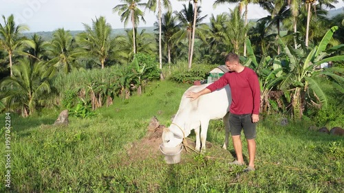a man petting a cow while the cow is drinking from a small pale with green grass, coconut trees and bananas at the back, animal, grass, people, outdoors, nature, green, coconut, palm, trees, bananas, 