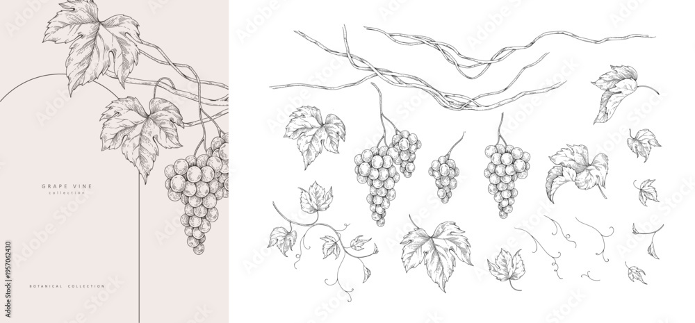Obraz premium Set of grapes, vine and leaves. Detailed hand drawn ink illustration with botanic elements for invitation, wallpaper art or wine card