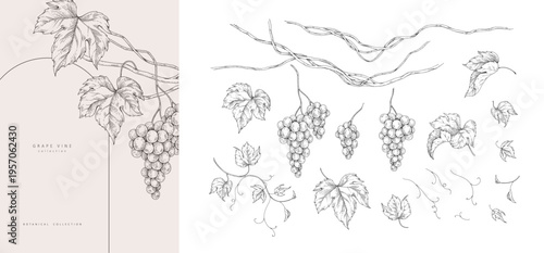 Set of grapes, vine and leaves. Detailed hand drawn ink illustration with botanic elements for invitation, wallpaper art or wine card