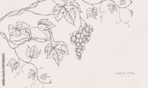 Background with grapes, vine and brunch. Detailed template layout design, brochure or cover for wine card, menu and invitation