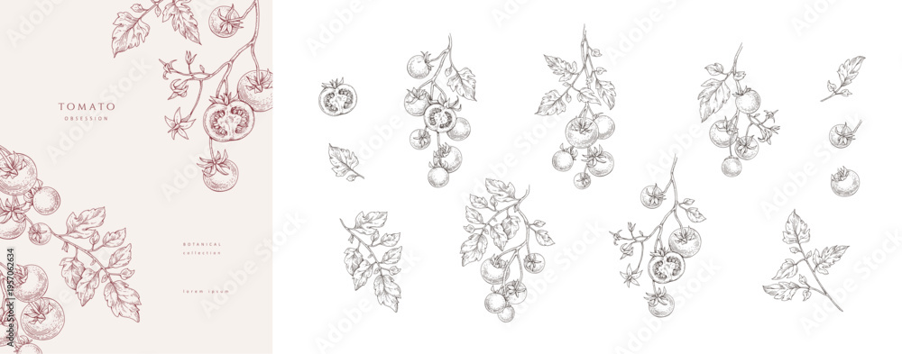 Fototapeta premium Set of tomatoes brunch and leaves. Detailed hand drawn ink illustration for template layout design, brochure or cover for food card or menu