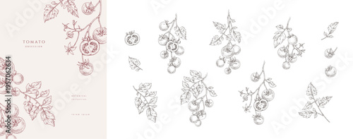 Set of tomatoes brunch and leaves. Detailed hand drawn ink illustration for template layout design, brochure or cover for food card or menu