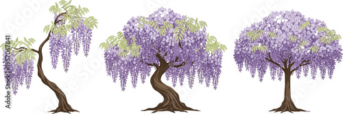 Cartoon wisteria trees illustration with purple flowers and twisted trunks symbolizing nature, garden, and ornamental design
