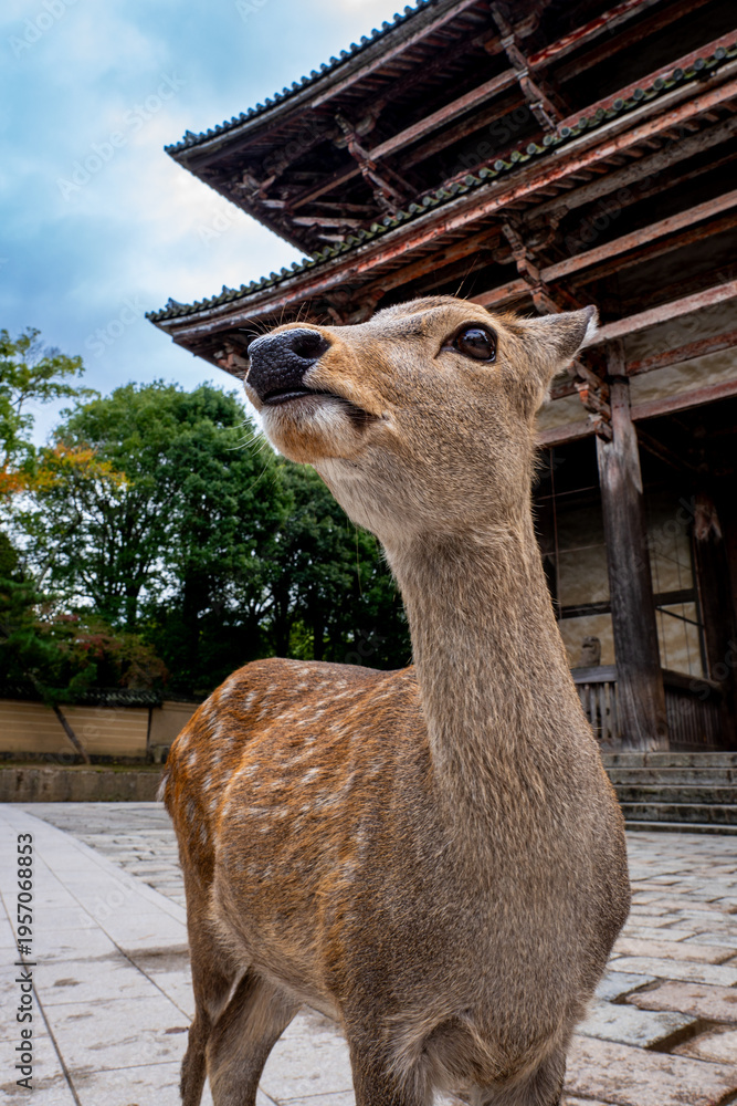 Obraz premium Close Up Portrait of Sika Deer with Nandaimon Gate Background in Nara, Japan