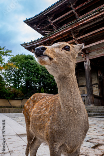 Close Up Portrait of Sika Deer with Nandaimon Gate Background in Nara, Japan