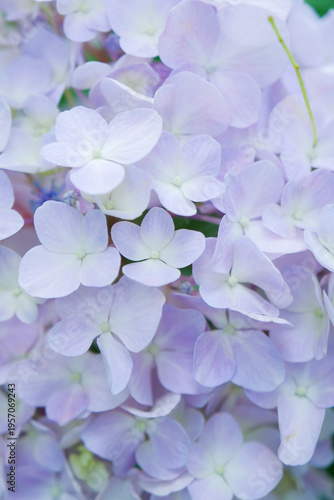 pale blue hydrangea flowers and bushes over blooming in the sunny day, blurred foreground