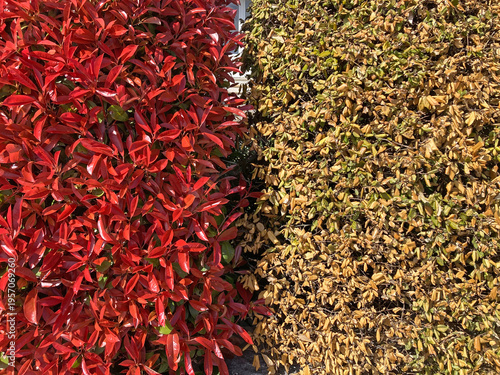 seto vegetal natural de colores rojo amarillo verde jardinería IMG_4654-as26