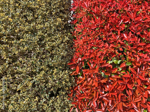 seto vegetal natural de colores rojo amarillo verde jardinería IMG_4651-as26