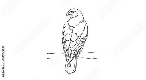 Detailed line art illustration of a hawk or falcon perched on a branch